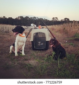 Dove Hunting Dogs