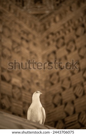 The dove at Ismail Samani Mausoleum or Samanid Mausoleum. Background, copy space for text, Bukhara, Uzbekistan