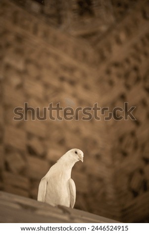 The dove at Ismail Samani Mausoleum or Samanid Mausoleum. Background, copy space for text, Bukhara, Uzbekistan