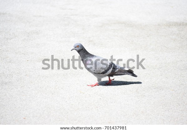 Dove On Cement Floor Central Park Stock Photo Edit Now