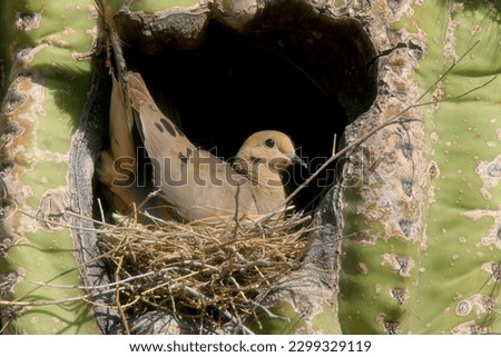 Similar – Image, Stock Photo A dove sits in a flowering cherry tree