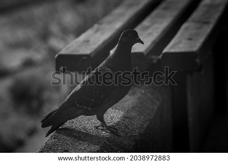 Lonesome Chicken. Nature