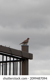 Dove On Standing On A Post On A Dark Cloudy Day