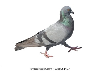 Dove Dove On White Background Stock Photo 1028051407 | Shutterstock