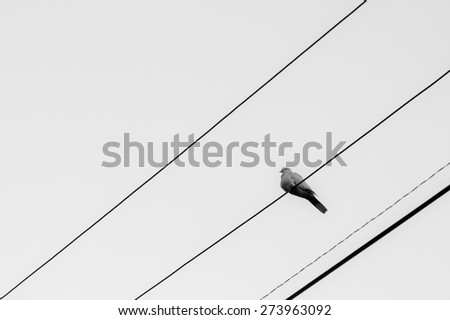 Similar – Image, Stock Photo 9 lines and a bird Nature