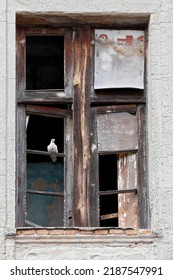 Dove Perched On Abandoned House Window In Ruins