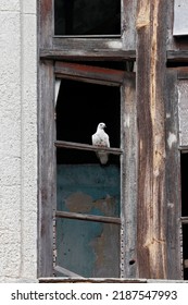 Dove Perched On Abandoned House Window In Ruins