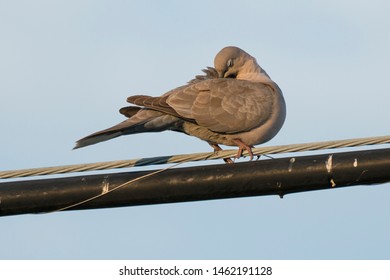 Dove Perched On Wire At Sunset, Eurasian Collared Dove, Non-native Bird Species Introduced To United States, Sleeping Behavior, Grooming Behavior