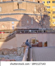 Dove And Pigeons Near The Banya Bashi Mosque And Ancient Roman Ruins Of Sofia.