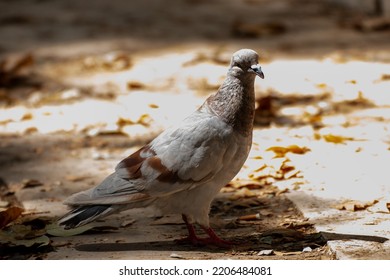 Dove In Retiro Park (Madrid)