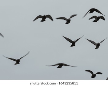 Dove Silhouette. A Flock Of Flying Birds Silhouette. Flock Of Pigeons Flying In The Sky. Lots Of Doves In Flight. Blurred Picture. Blurred Image
