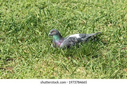 Dove sits in green grass in spring