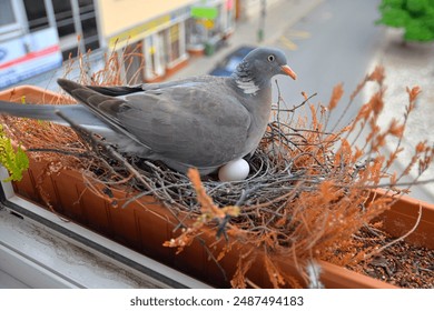 A dove sits on an egg. Pigeons nest in the city. Pigeon nest on a windowsill in a city - Powered by Shutterstock