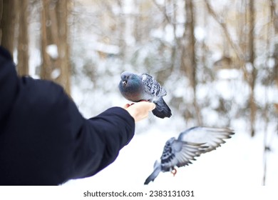 A dove sits on the palm of a man and eats bird food, silhouette of a flying dove in razmita, flapping its wings, flight phase, feeding birds in the cold season, postcard with space for text, plumage - Powered by Shutterstock