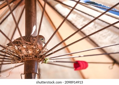 Dove Sitting On Egg In Birds Nest Under Of Old Umbrella 