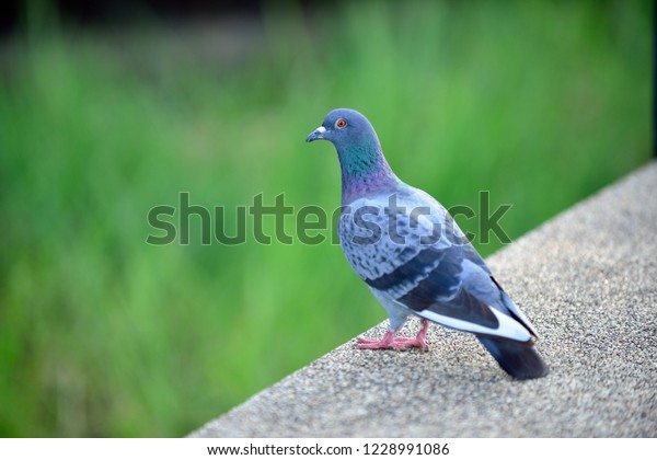 Dove Standing On Floor Stock Photo Edit Now 1228991086