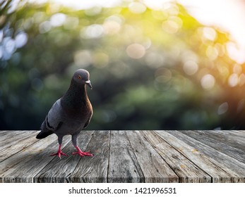 Dove stands alone on the old slat floor in the morning.Dove stands alone on an old wooden table in a bokeh backdrop.