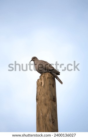 Dove (Streptopelia decaocto) perched on wooden pole on blue sky background. The lonely dove is resting. Bird, animal idea concept. Nature, wildlife. Vertical photo. No people, nobody.