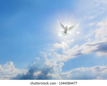 Dove Took Off Against Sun Stock Photo (Edit Now) 1344584477