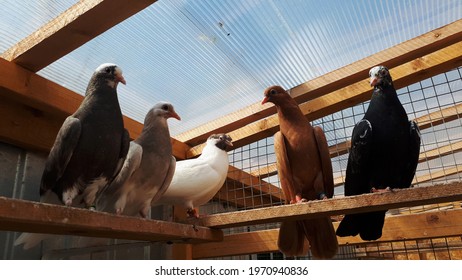 Dovecote With Poultry. Breeding Pigeons At Home. Photo Of Sitting Pigeons In The Aviary.