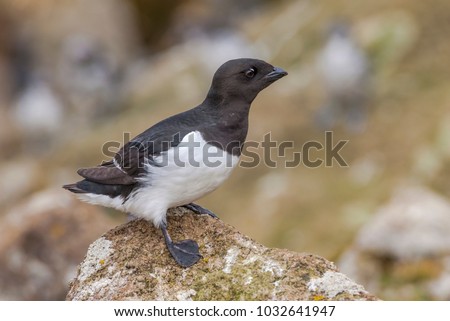 Dovekie (Alle alle) in Least Auklet colony, St. George Island, Alaska, USA