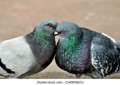 Doves Doing Mating Dance Ritual