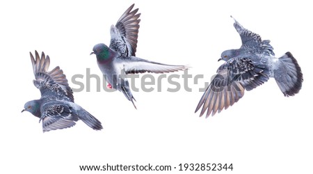 Doves in flight isolated on white background.