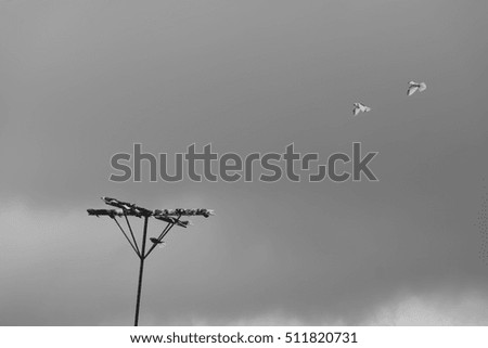 Similar – Flying rainbow kites coast