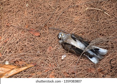 2,681 Dead dove Images, Stock Photos & Vectors | Shutterstock