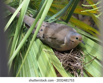 A Dove's Nest In A Palm Tree As Seen From Above, A Dove Is Perched On Its Egg. 