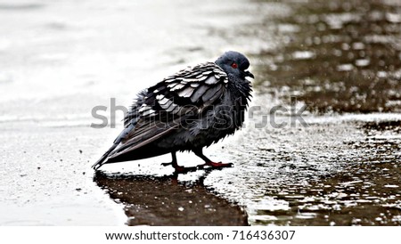 Doves are playing in therain