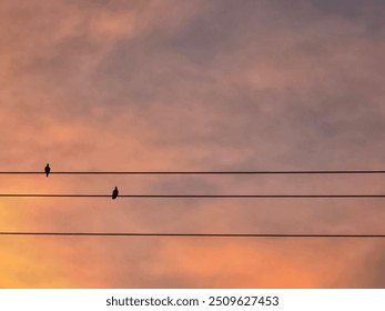 Doves sitting on power lines - Powered by Shutterstock