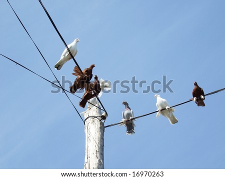doves sitting on a power lines over sky