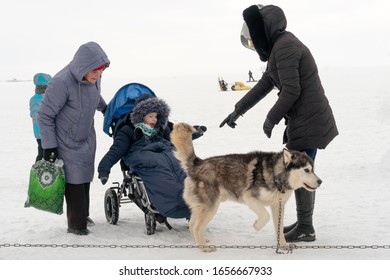 A Down Boy In A Stroller Looks At A Dog.. Winter Fun. Dog Harness.Treating People With Dogs. Russia, Tatarstan, February 16, 2020.
