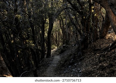 Down the Dark and Twisted Forest Taril