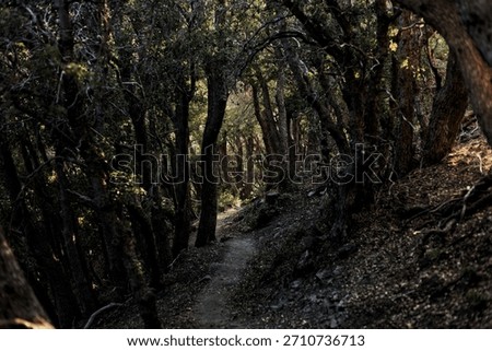 Down the Dark and Twisted Forest Taril