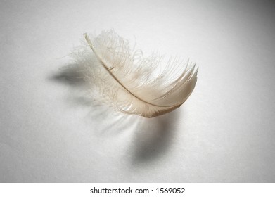 Down Feather