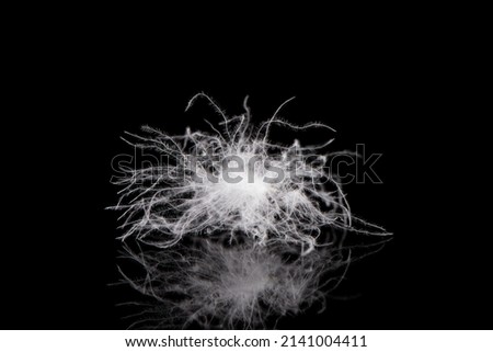 down feather in a black background