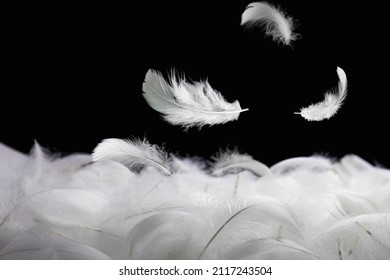 Down Feathers. Soft White Fluffly Feathers Falling in The Air. Swan Feather Floating on Black Background.	