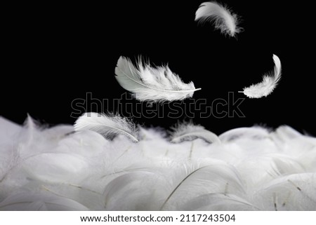 Down Feathers. Soft White Fluffly Feathers Falling in The Air. Swan Feather Floating on Black Background.	