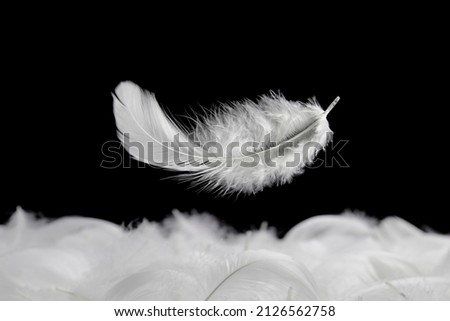Down Feathers. Soft White Fluffly Feather Falling in The Air. Swan Feather on Black Background.	