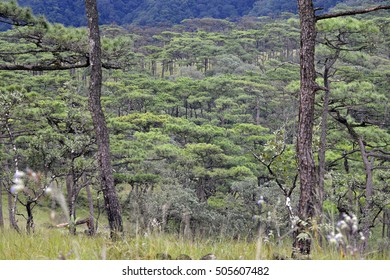 Down to fertile pine forest