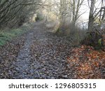 Down the Rabbit Hole. Looking down the path in the forest in Blaine Washington along the Old Drayton Harbor Road, Fall 2018