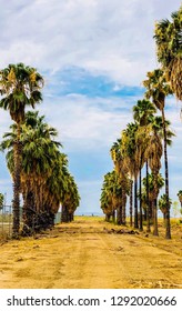 Down the Road of Palm Trees