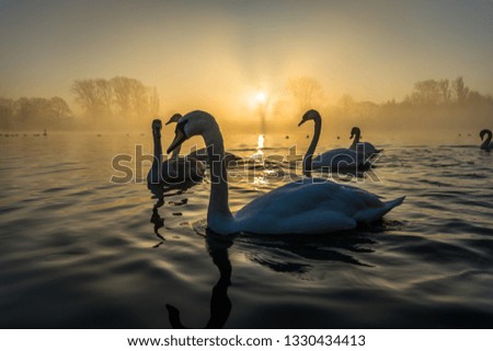 Similar – Foto Bild Ledas Schwäne Umwelt Natur