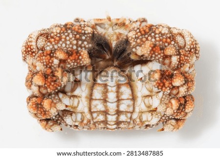 Down or underside of Showy Xanthid Crab (Pseudoliomera speciosa)