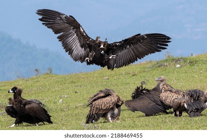 28,518 Vulture on wing Images, Stock Photos & Vectors | Shutterstock