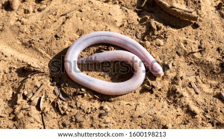 down view of  zarundnyi´s worm lizard on desert, abudhabi, uae