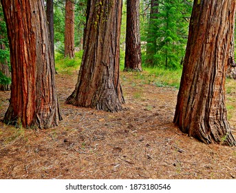 Down Where the Red Cedars Grow - A grove of western red cedars among the Ponderosa pines at Lower Bridge Day-Use area - Metolius River - north of Camp Sherman, OR - Shutterstock ID 1873180546