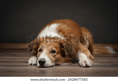 A downcast border collie dog lies on a wooden floor, its forlorn expression tugging at the heartstrings